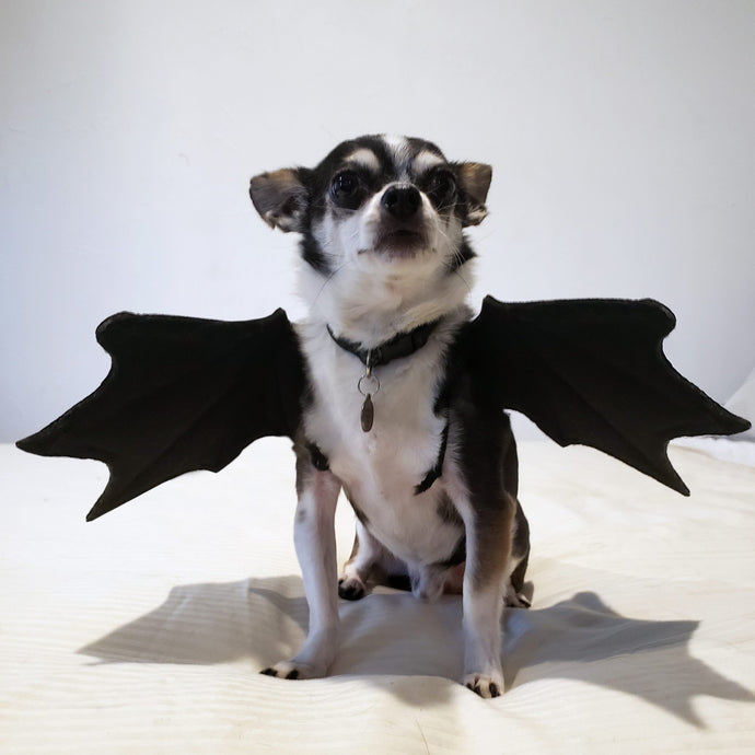 Bat Dog Plushie