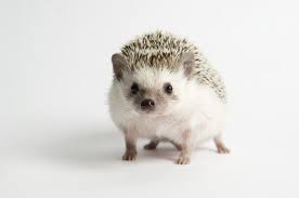 Hedgehog Plushie