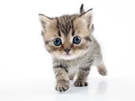 Kitten Plushie