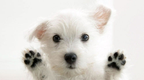 Puppy Plushie